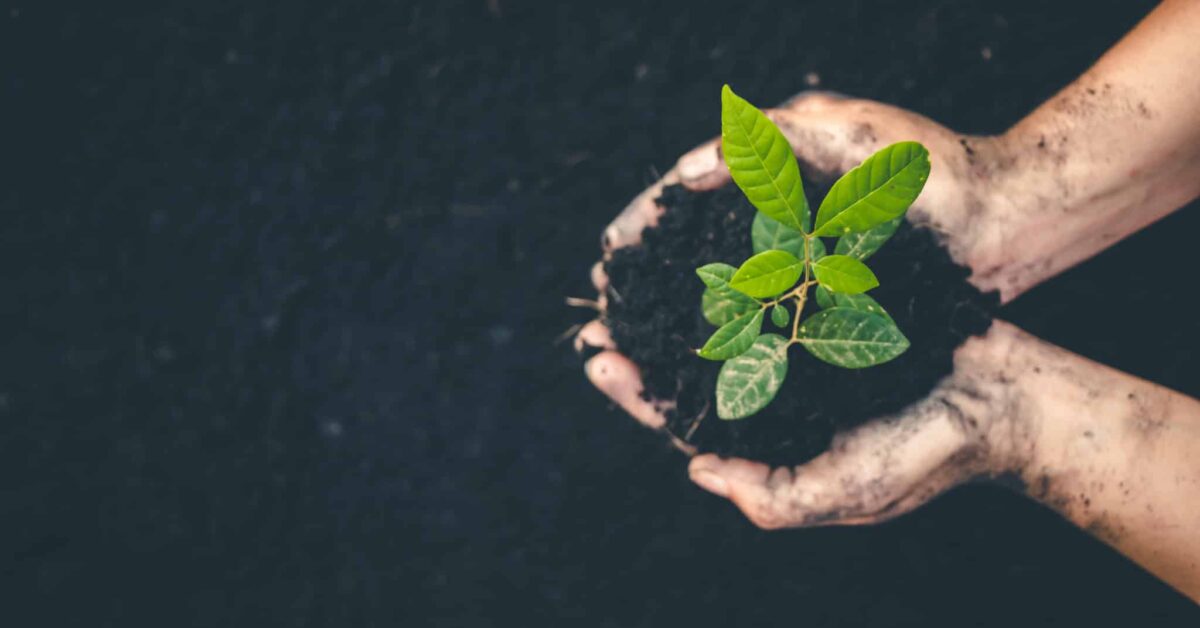 hands holding soil and plant